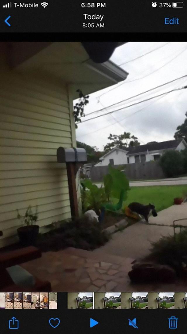  主人|猫咪爱偷邻居内衣裤，被抓后还一脸不在乎！主人惭愧道歉