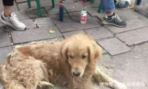 弃养|金毛被捆住嘴巴拴在救助站前, 狗眼透露悲伤, 弃养方式使人难过!