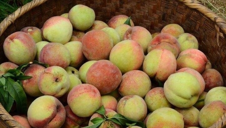 酸甜|夏天，此果正当季，3块钱1斤，补血益气，腌起来酸甜脆爽，好吃