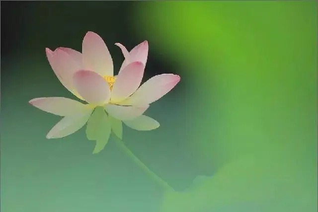  莲花|一个老外拍的荷花，惊艳