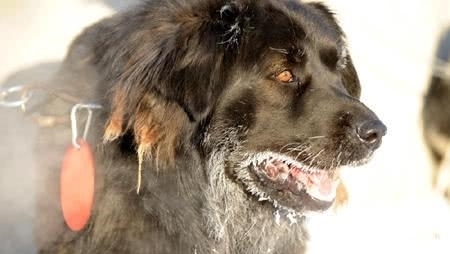 中国|比藏獒还“凶猛”的中国本土狗, 身具狼的血统, 如今却遭人嫌弃濒临灭绝!