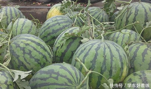 卷曲|买西瓜时怎么挑专捡“母西瓜”拿就对了,老板看了都不敢忽悠你