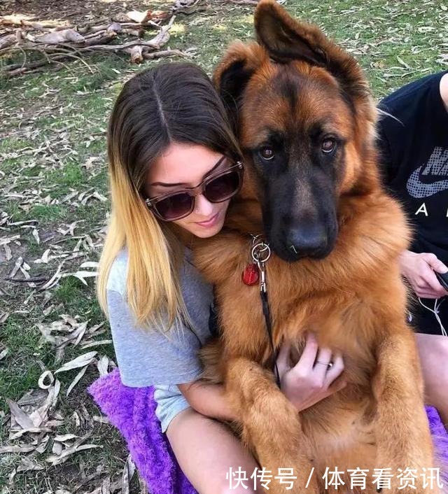 简直|2岁还没有立耳的德牧，这反差简直太萌了！