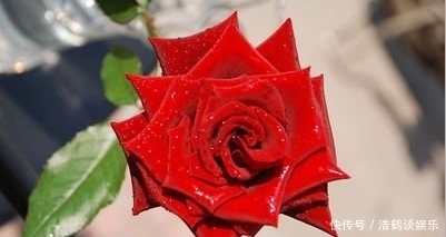  连连|从本周开始，喜事一件件，3生肖福气连连，财财皆旺，鲤鱼跃龙门