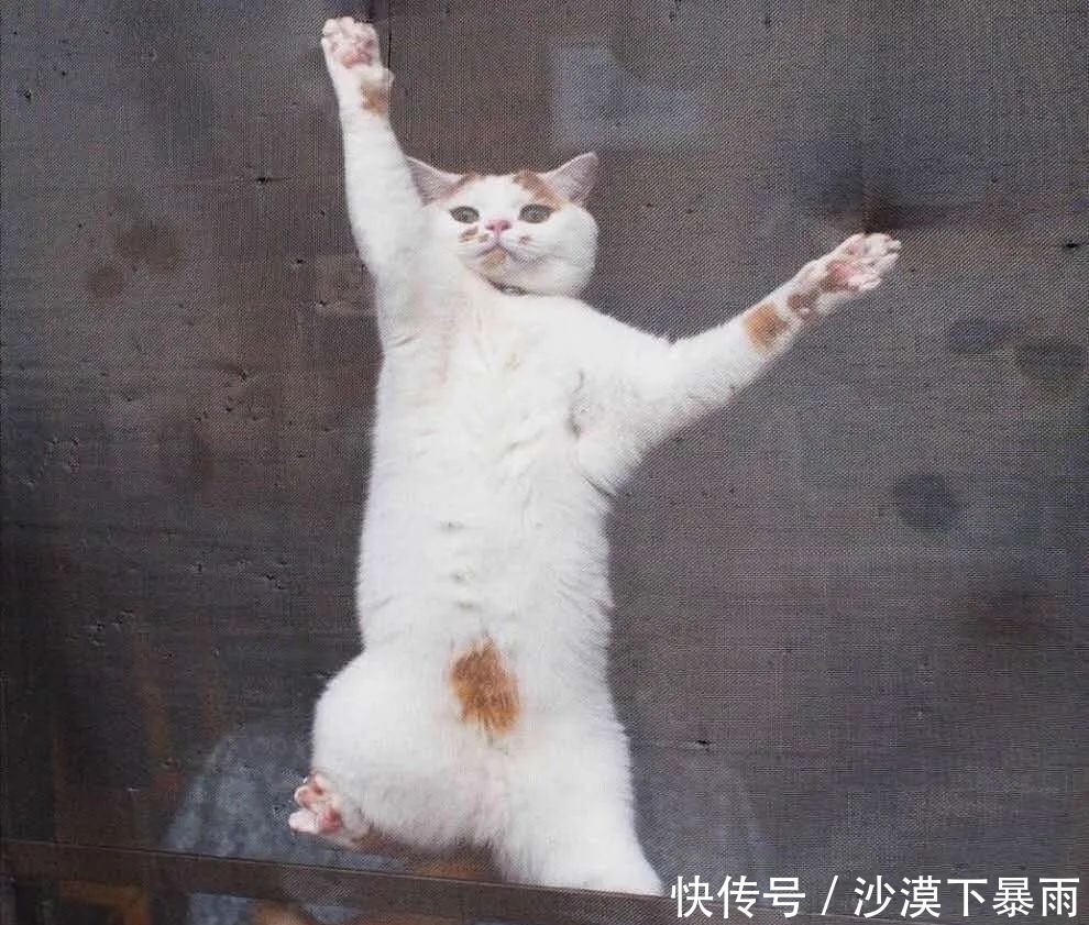 养猫|养猫，是本世纪最大的诈骗！