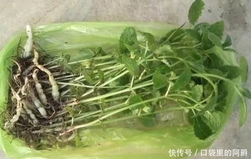 生于|草石蚕,别名螺丝菜,生于水边、湿地、田边,地下茎形似螺丝