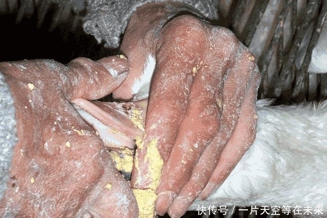 鱼子酱|镜头下世界级别的顶级食材, 很残忍却很美味, 你们吃过吗?