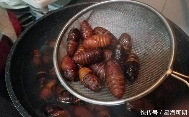 敢不敢|炒蚕蛹，不知道你敢不敢吃