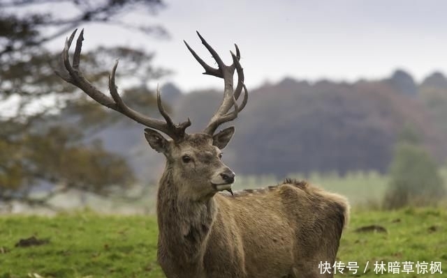 进来|关于鹿的饲养管理与技术，你了解多少，不妨进来看看