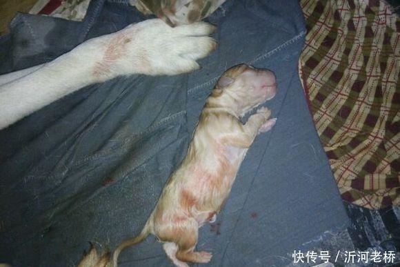 敲门|狗狗半夜多次敲门,女主人却没开,第二天开门看眼前一幕令她泪崩