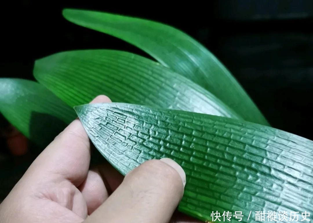 环境|养半年的君子兰盆栽,最近叶片越来越黄,可以直接换盆吗?