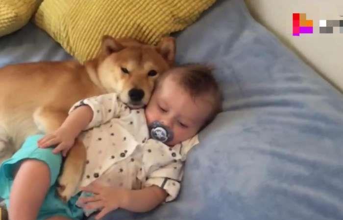 柴犬|笑出眼泪!柴犬才是宝宝的亲生父亲吧!柴柴:铲屎的,我们谈谈!
