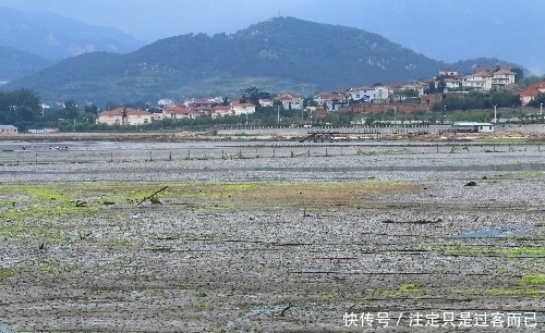 集结|百万泛滥的螃蟹大军集结，游客见状大呼“牙根痒痒”