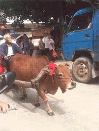 GIF|搞笑GIF：一直在模仿从未被超越，厉害