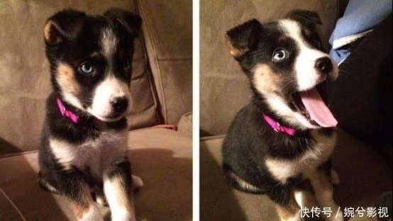 哈士奇|哈士奇的血脉到底有多恐怖？看完笑死了，原来这么好玩