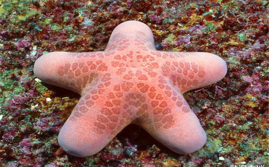 海绵|现实生活中的海绵宝宝,章鱼哥成餐桌美食,泡芙老师有毒