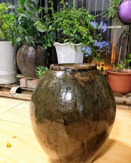 个个|他用菜坛子养多肉,1分不花又好看,个个壮得像白菜