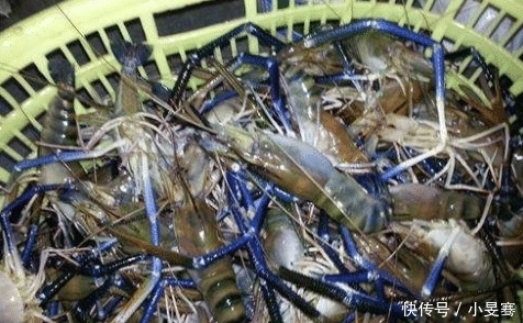 泛滥成灾|小龙虾跌落神坛,被“淡水虾王”取代,吃货尝过后:再见,小龙虾!