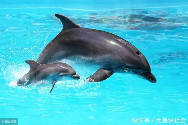 遇险|受伤海豚被男船员救下,3年后为遇险船员舍命引航