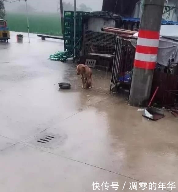 可怜|可怜瓢泼大雨下，有一只被大铁链子拴着的狗