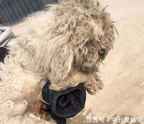 压根|这几种狗狗,一旦变成流浪狗,压根活不下去