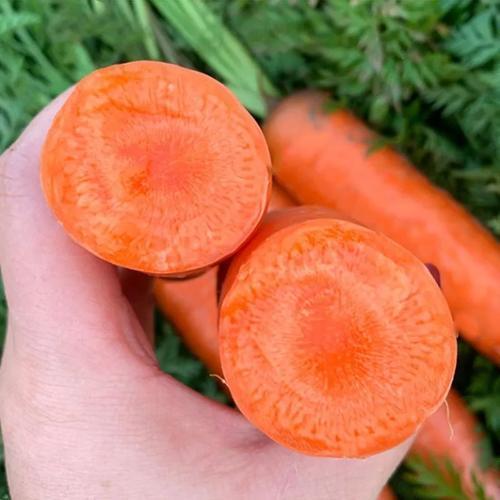 高产|农户秋栽胡萝卜,做好这三点,轻松实现高产!收成满满~