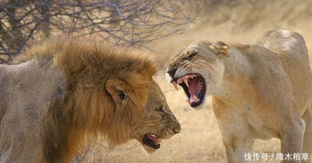 拿破仑|拿破仑说“中国是一只沉睡的雄狮”,下一句不是好话,别被骗了!