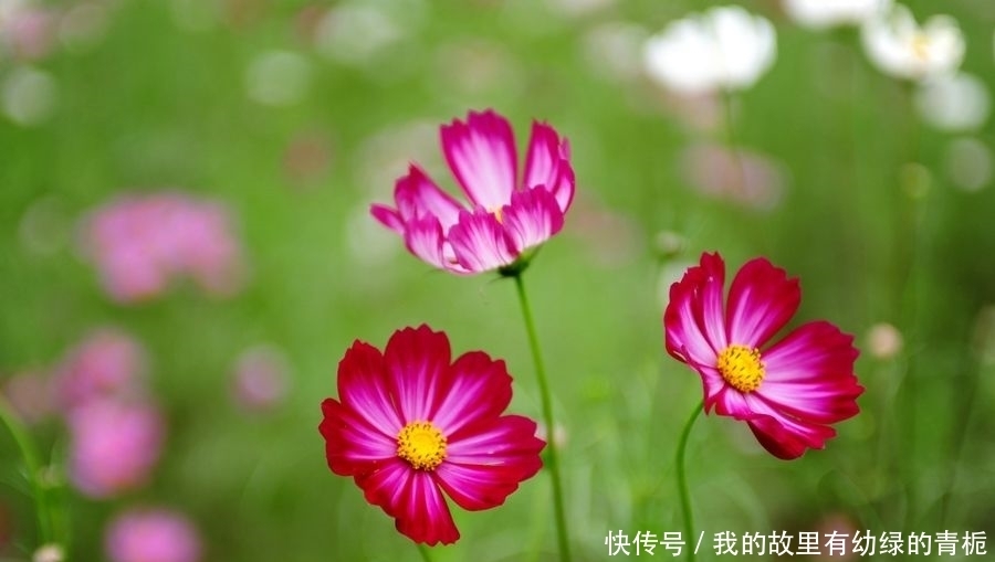 格桑花|格桑花如何繁殖养护,需要注意什么?