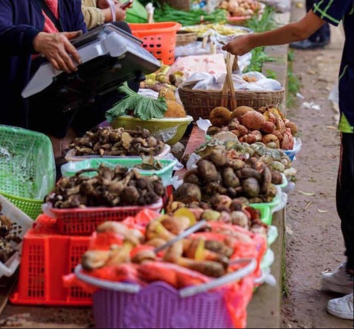清醒|让人上瘾的毒蘑菇,中毒者出现幻觉却依然清醒,脑中有小人在跳舞