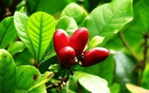 水果|看看迪拜的土豪每天吃什么水果,我一种都没见过,更买不起