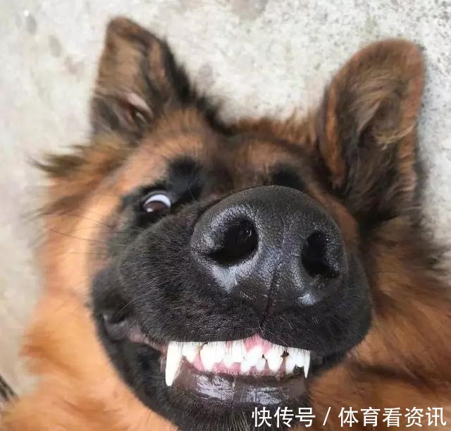 简直|2岁还没有立耳的德牧,这反差简直太萌了!