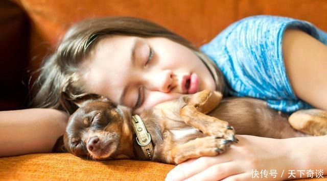 沙发|为什么70%的狗不喜欢睡狗窝,非要睡沙发或者是床呢