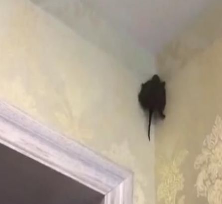 女儿|女子到房间哄女儿睡觉,抬头看见一只“蝙蝠”,老公惊喜了