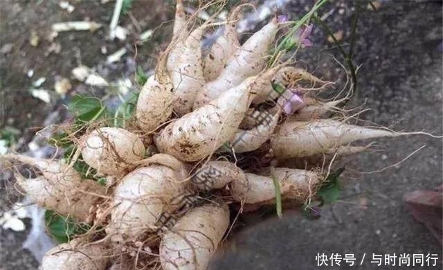 农村|农村到处可见的“土人参”,堪比冬虫夏草!却被当作杂草!