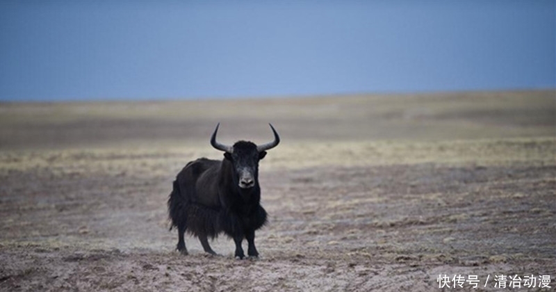  自然保护区|你可能误解了什么！可可西里不是诗和远方，这里有狼、熊、豹……