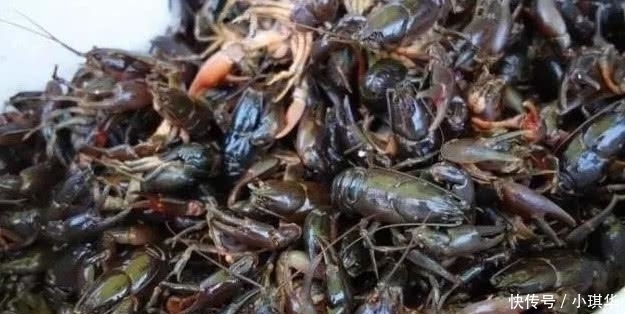 大叔|大叔街边卖“海鲜”,60元一斤,以为是龙虾,看清后我包下5斤