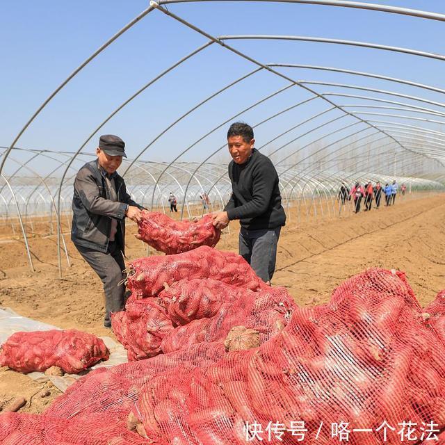 红薯的时|原来红薯的储存方法这么简单，放半年不变质不长芽，并且越放越甜