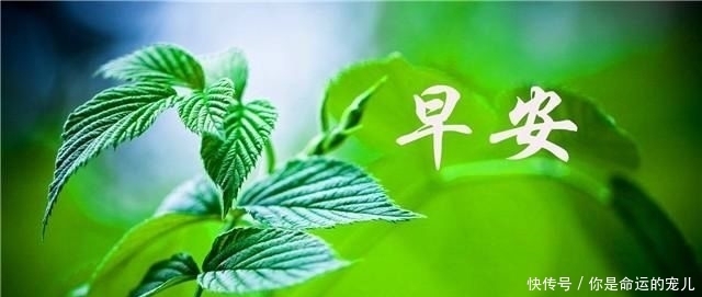 安心|早安心语：人生没有一帆风顺，只有披荆斩棘才能路路顺