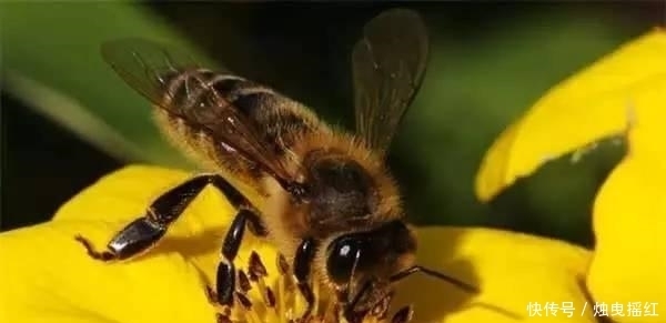 惊讶|盘点19个杀人最多的动物排行榜, 第一位令人惊讶!