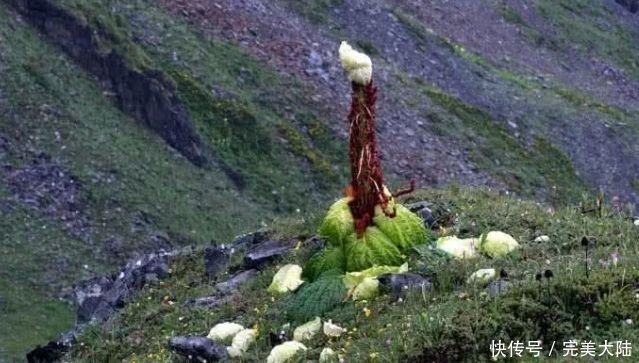 男子|男子发现2米高的“大白菜”,几百一斤遭人疯抢,真相让人称奇