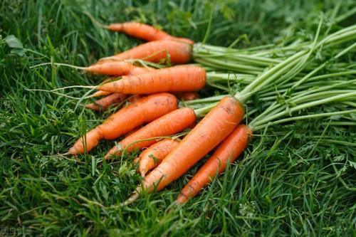 高产|农户秋栽胡萝卜,做好这三点,轻松实现高产!收成满满~