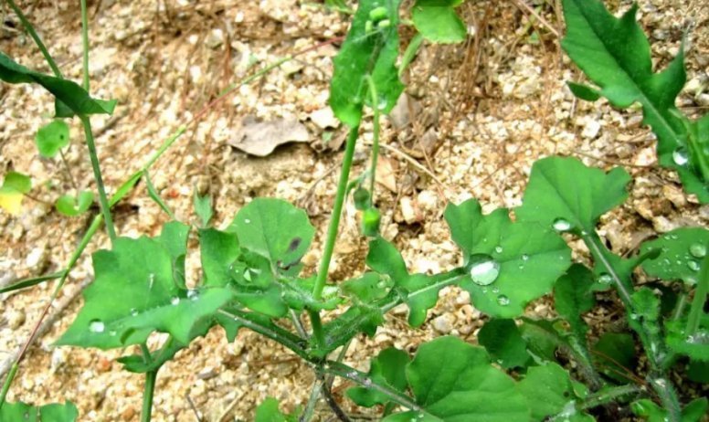 味道|农村常见的一种野草，人称“羊蹄草”，味道似茼蒿，很美味