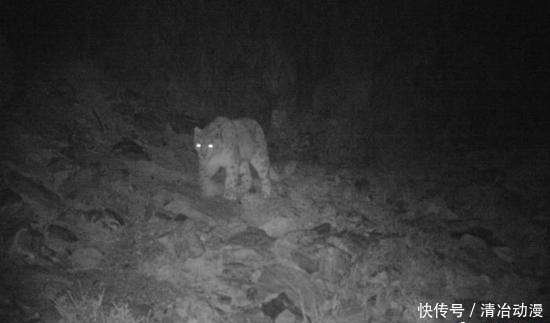  自然保护区|你可能误解了什么！可可西里不是诗和远方，这里有狼、熊、豹……