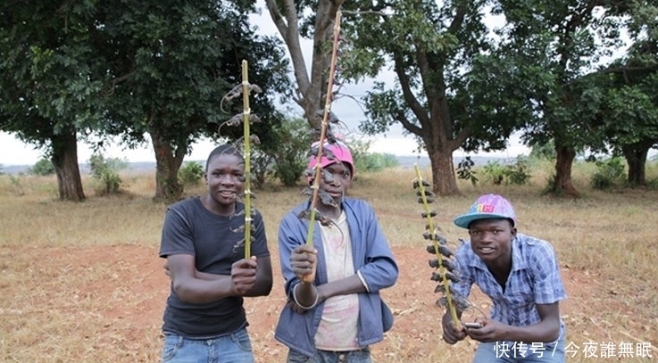 图片来自网络|这里的孩子早早辍学，每天去田里抓老鼠只为一种美味