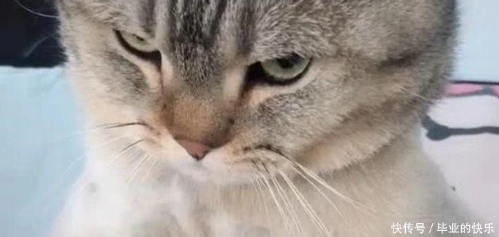  主人|主人说猫咪有啤酒肚，猫咪的反应，让人笑喷了