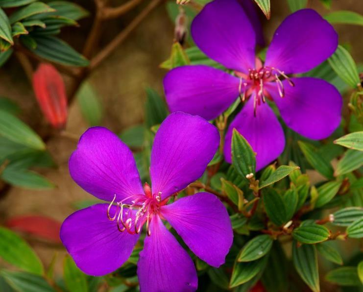寓意|此花花色艳丽,优雅的花姿给人以雍容华贵的美感,寓意为自然