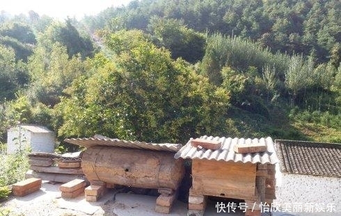 中华|濒临灭绝的中华蜜蜂, 到底有没有必要去搭救?