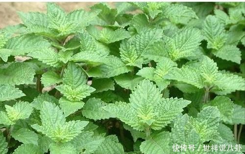 潮汕|潮汕草粿、龟苓膏、黑凉粉,傻傻分不清,长得一样却不是一种东西