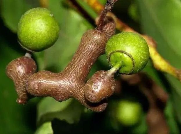 吃起来|假如给你100万,5种“水果”以后只能选一种吃,你选谁