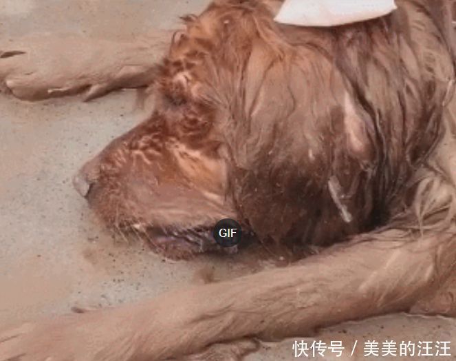 主人|金毛中暑后倒地不起，拿水泼狗，敷上冰袋，主人心疼